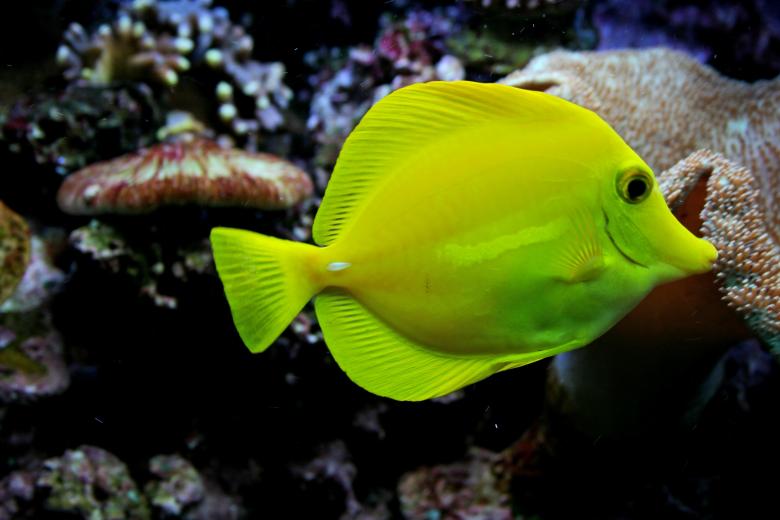Free stock image of Yellow Tang created by Pixabay