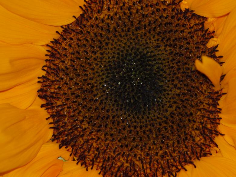 Free stock image of Sunflower created by Marko Mäkinen