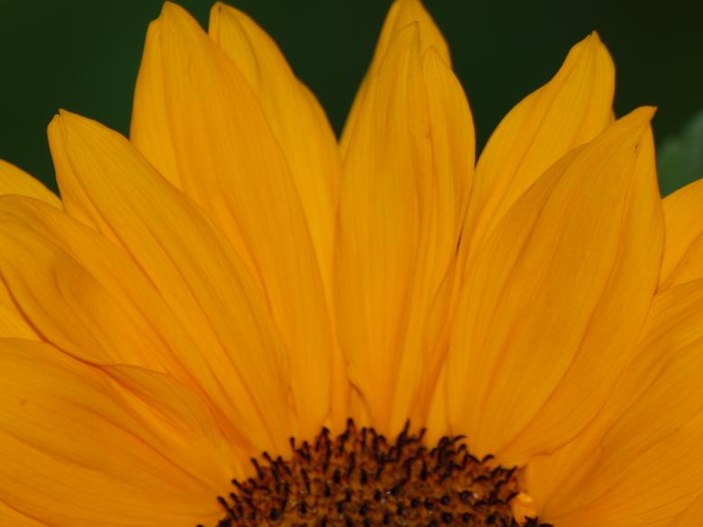 Free stock image of Sunflower created by Marko Mäkinen
