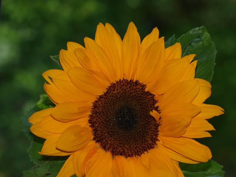 Free stock image of Sunflower created by Marko Mäkinen