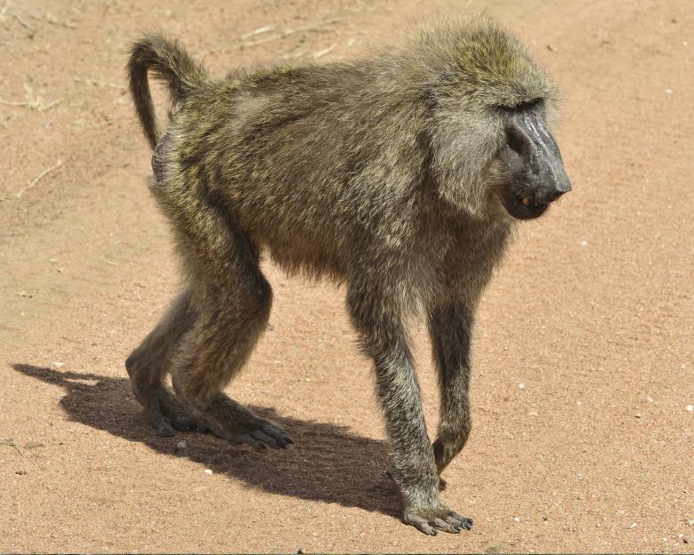 Free stock image of Wild Baboon created by Pixabay