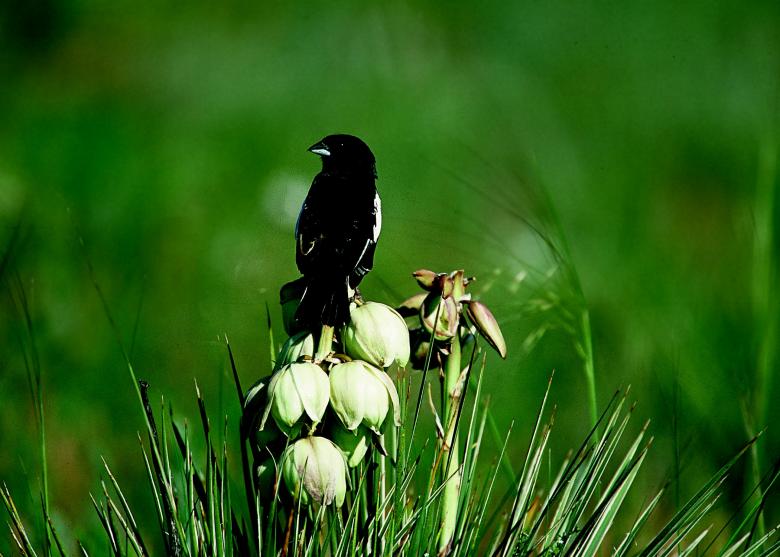 Free stock image of Black Bird created by Pixabay