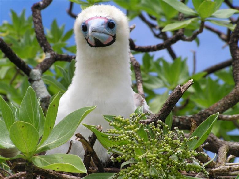 Free stock image of Booby Chick created by Pixabay