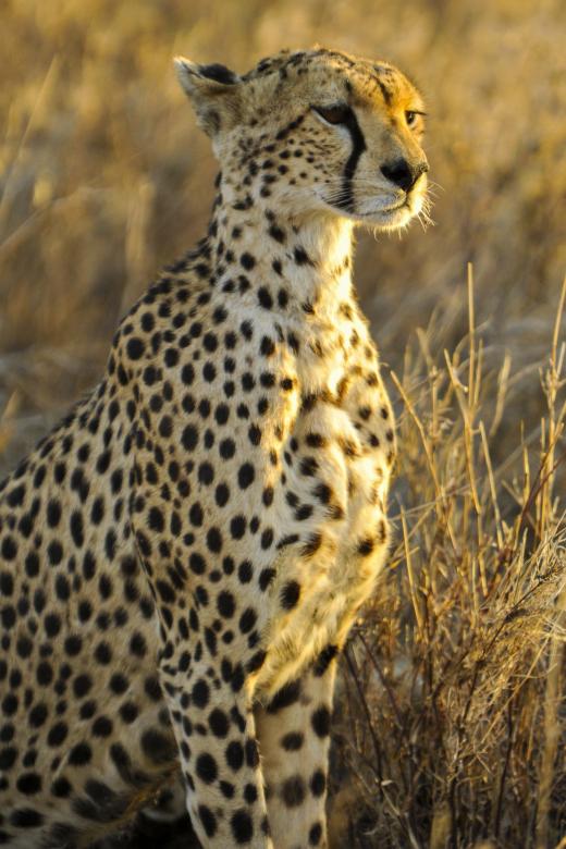 Free stock image of Cheetah Searching for Prey created by Pixabay