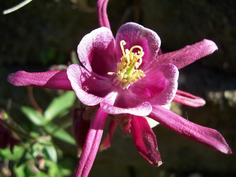 Free stock image of Columbine Flower created by Pixabay