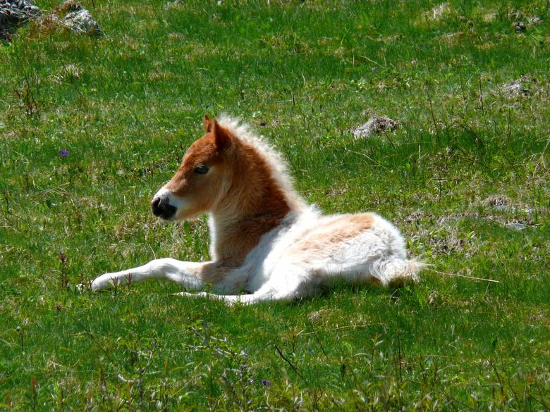 Free stock image of Little Foal created by Pixabay
