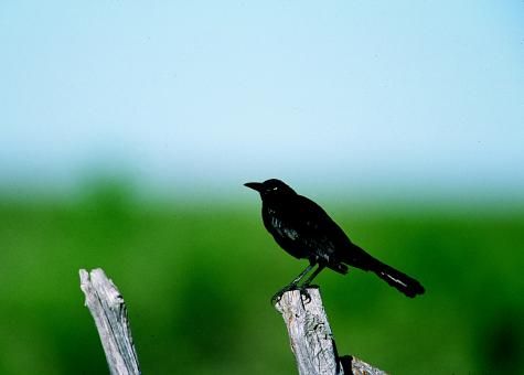Black Grackle - Free Stock Photo