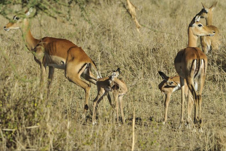 Free stock image of Group of Deers created by Pixabay
