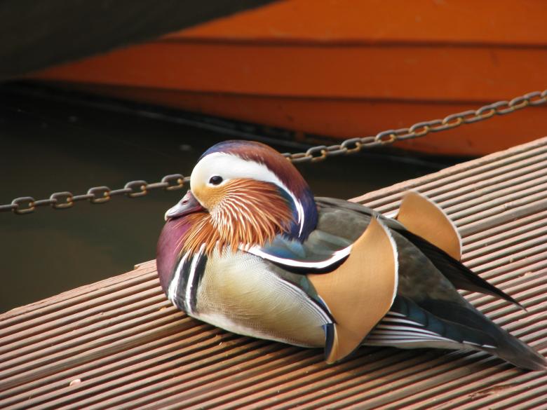 Free stock image of Mandarin Duck created by Pixabay