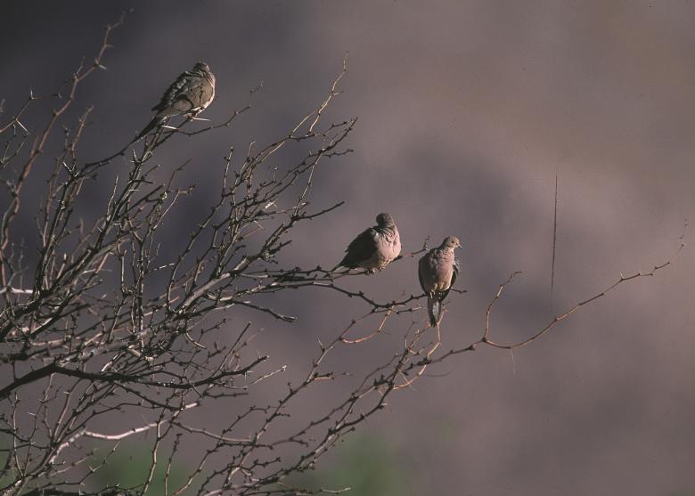 Free stock image of Mourning Doves created by Pixabay