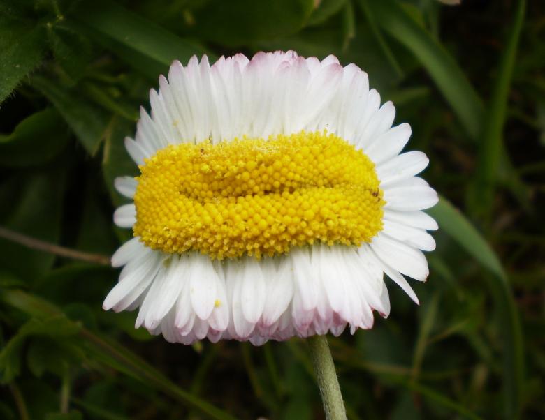Free stock image of Mutant Daisy created by Pixabay