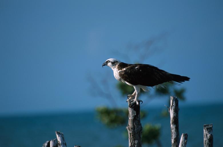 Free stock image of Osprey on the Branch created by Pixabay
