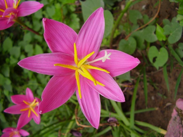 Free stock image of Pink Fairy Lily created by Pixabay