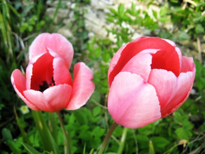 Free stock image of Pink Tulips created by Pixabay