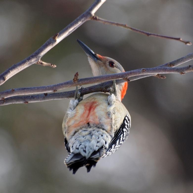 Free stock image of Red Bellied Woodpecker created by Pixabay