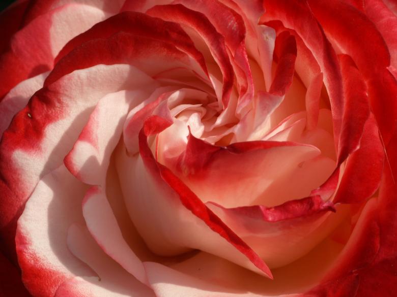 Free stock image of Rose Closeup created by Pixabay