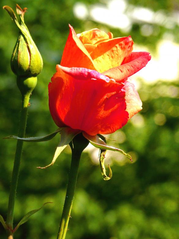 Free stock image of Rose Bud created by Pixabay