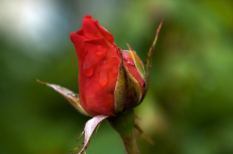 Free stock image of Rose Bud created by Pixabay