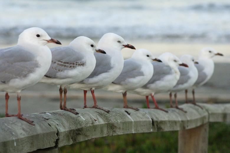 Free stock image of Seagulls in Line created by Pixabay