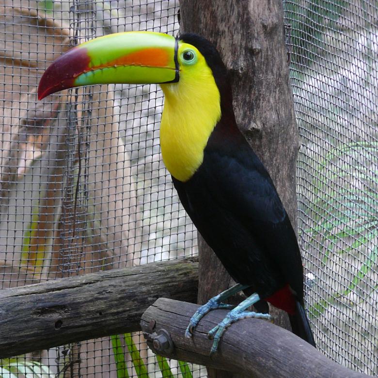 Free stock image of Toucan in The Zoo created by Pixabay