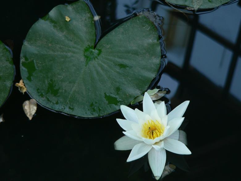 Free stock image of Water Lily created by Pixabay