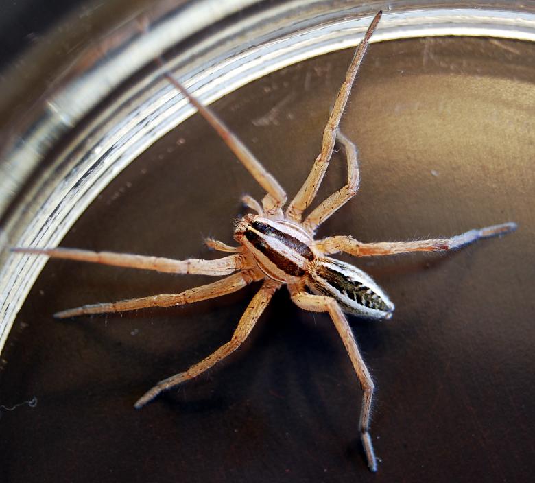 Free stock image of Wolf Spider created by Pixabay