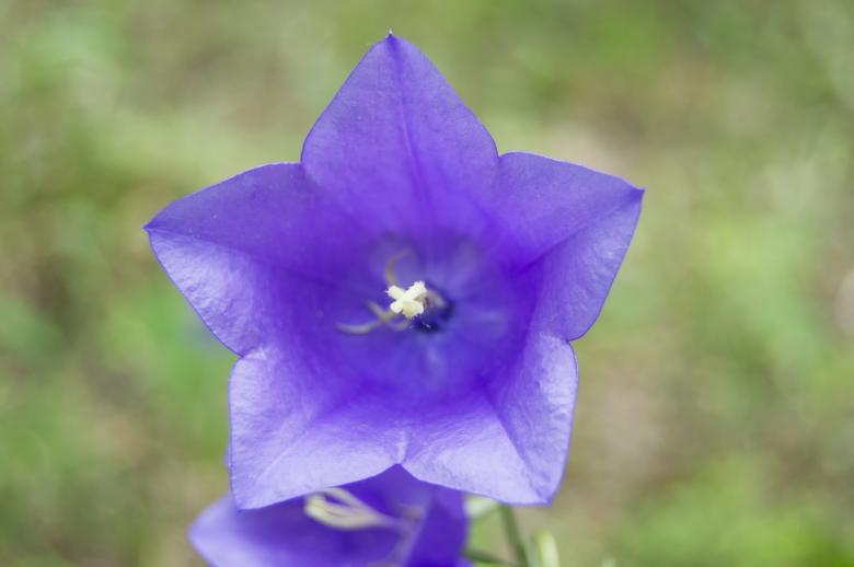 Free stock image of Campanula Close-up created by Ivan Shidlovski