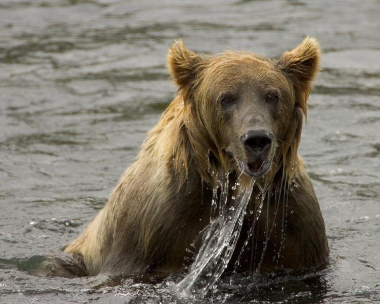 Free stock image of Brown Bear created by Pixabay