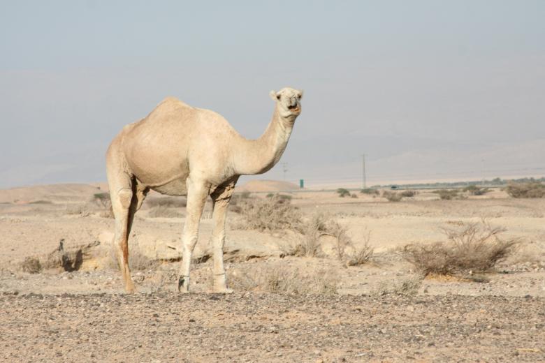 Free stock image of Camel in the Desert created by Pixabay