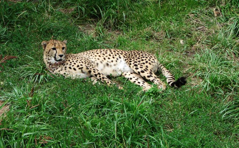 Free stock image of Cheetah Resting created by Pixabay
