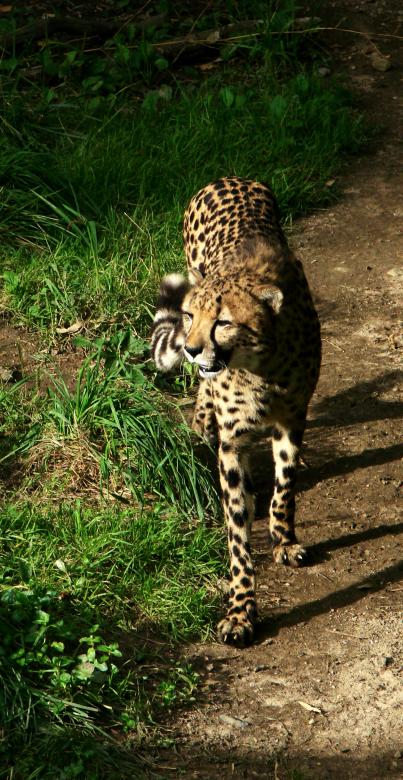 Free stock image of Wild Cheetah created by Pixabay