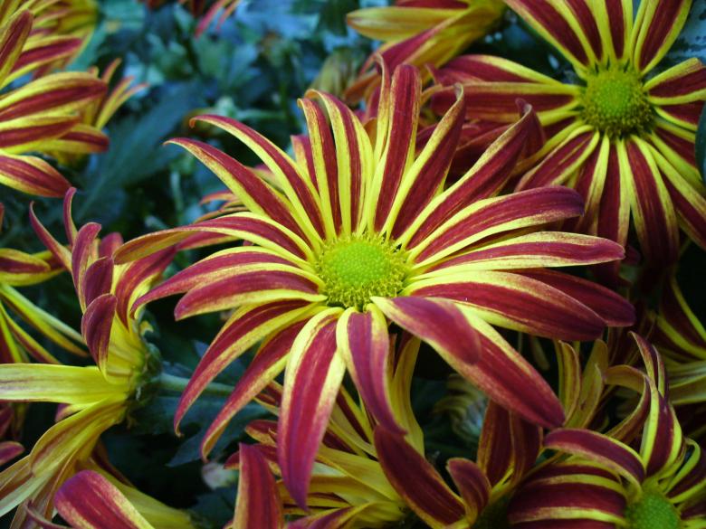 Free stock image of Chrysanthemums in the Garden created by Pixabay