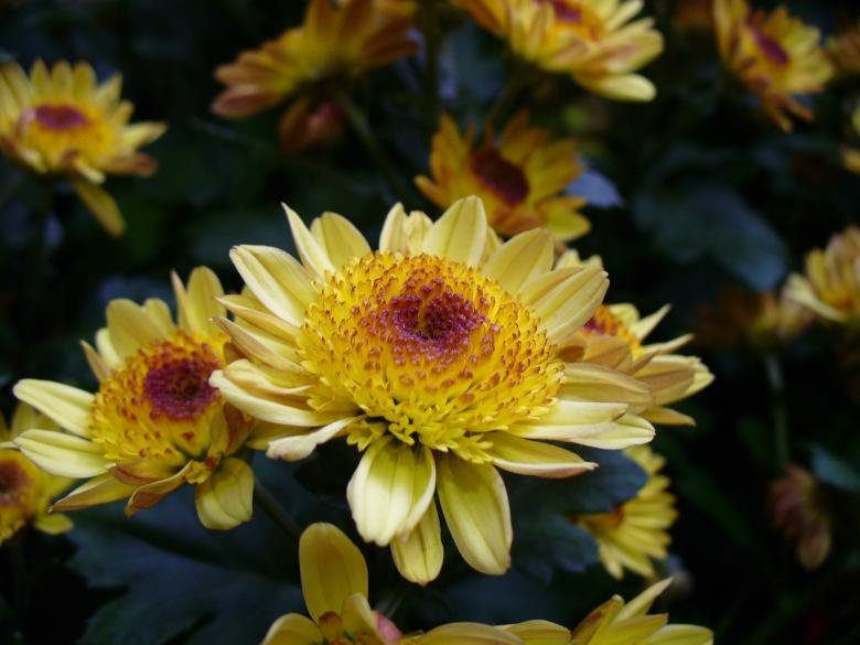 Free stock image of Chrysanthemums in the Garden created by Pixabay