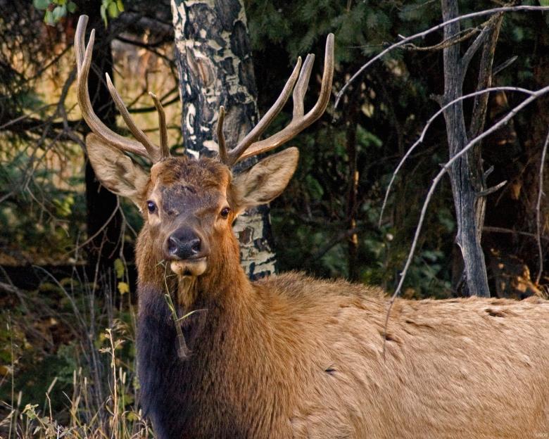 Free stock image of Elk in the Jungle created by Pixabay