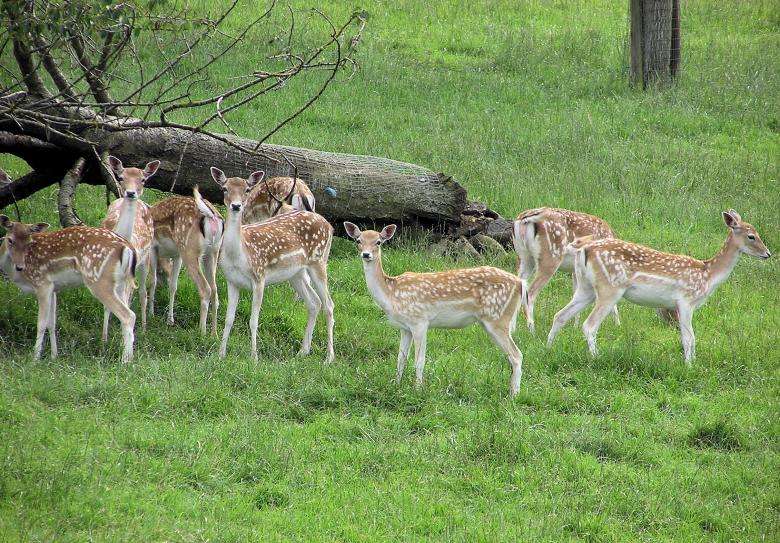 Free stock image of Fallow Deer created by Pixabay