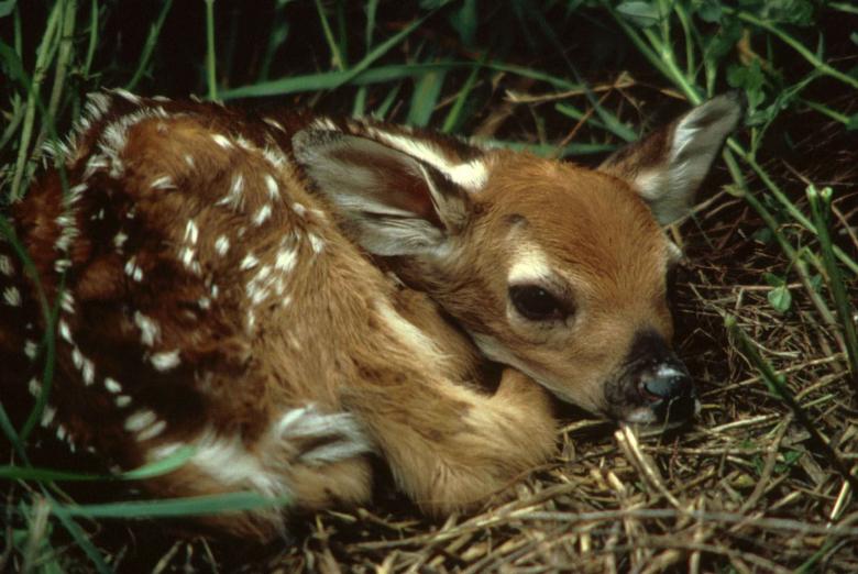 Free stock image of Fawn in the Jungle created by Pixabay