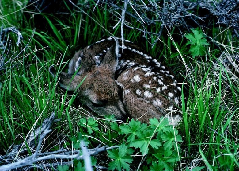 Free stock image of Fawn in the Jungle created by Pixabay