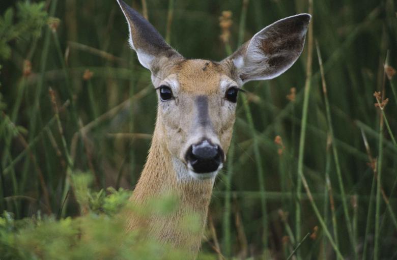 Free stock image of Female Deer created by Pixabay