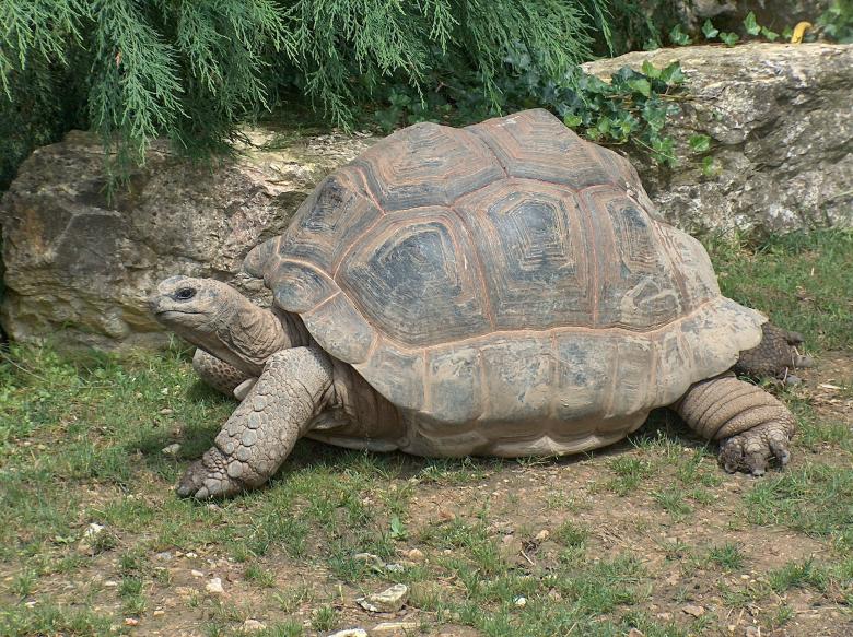Free stock image of Giant Tortoise created by Pixabay