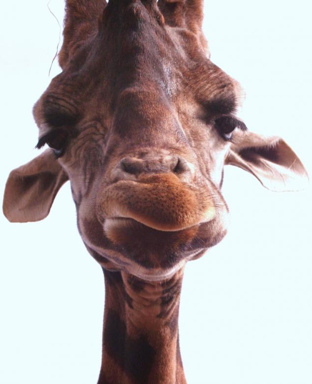 Free stock image of Giraffe Closeup created by Pixabay