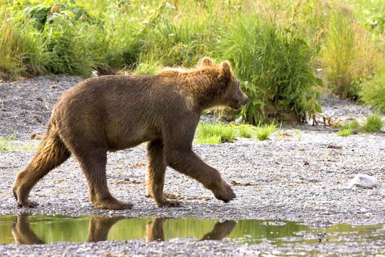 Free stock image of Grizzly Bear created by Pixabay