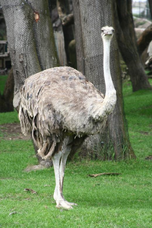 Free stock image of Giant Ostrich created by Pixabay