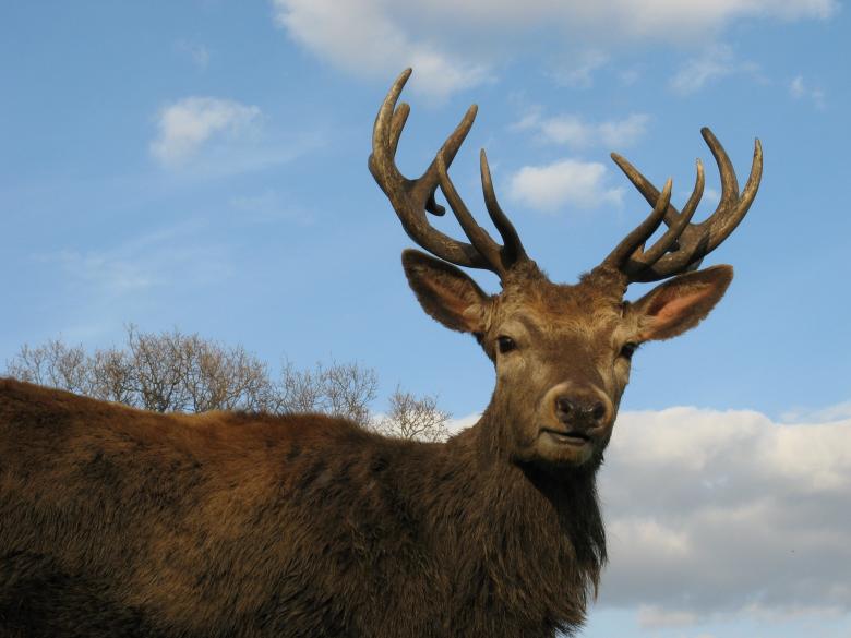 Free stock image of Red Deer created by Pixabay