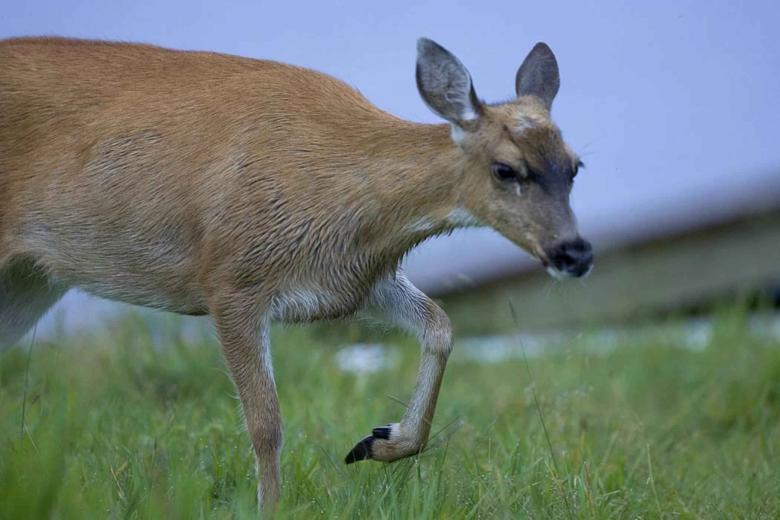 Free stock image of Black Tailed Deer created by Pixabay