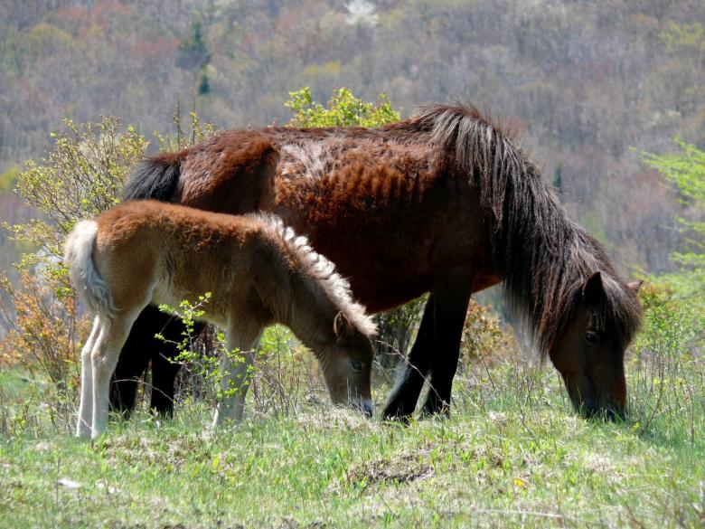 Free stock image of Wild Ponies created by Pixabay