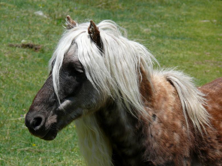 Free stock image of Wild Pony created by Pixabay