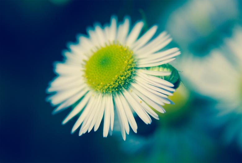 Free stock image of Flower close up created by Alen