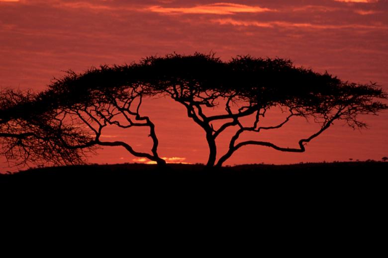 Free stock image of Acacia Tree created by Pixabay