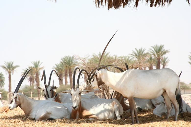 Free stock image of Arabian Oryx created by Pixabay