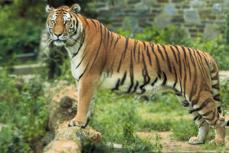 Free stock image of Bengal Tiger created by Pixabay